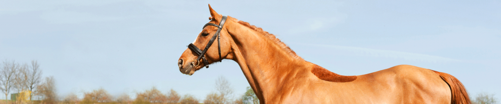 Clipped competition horse
