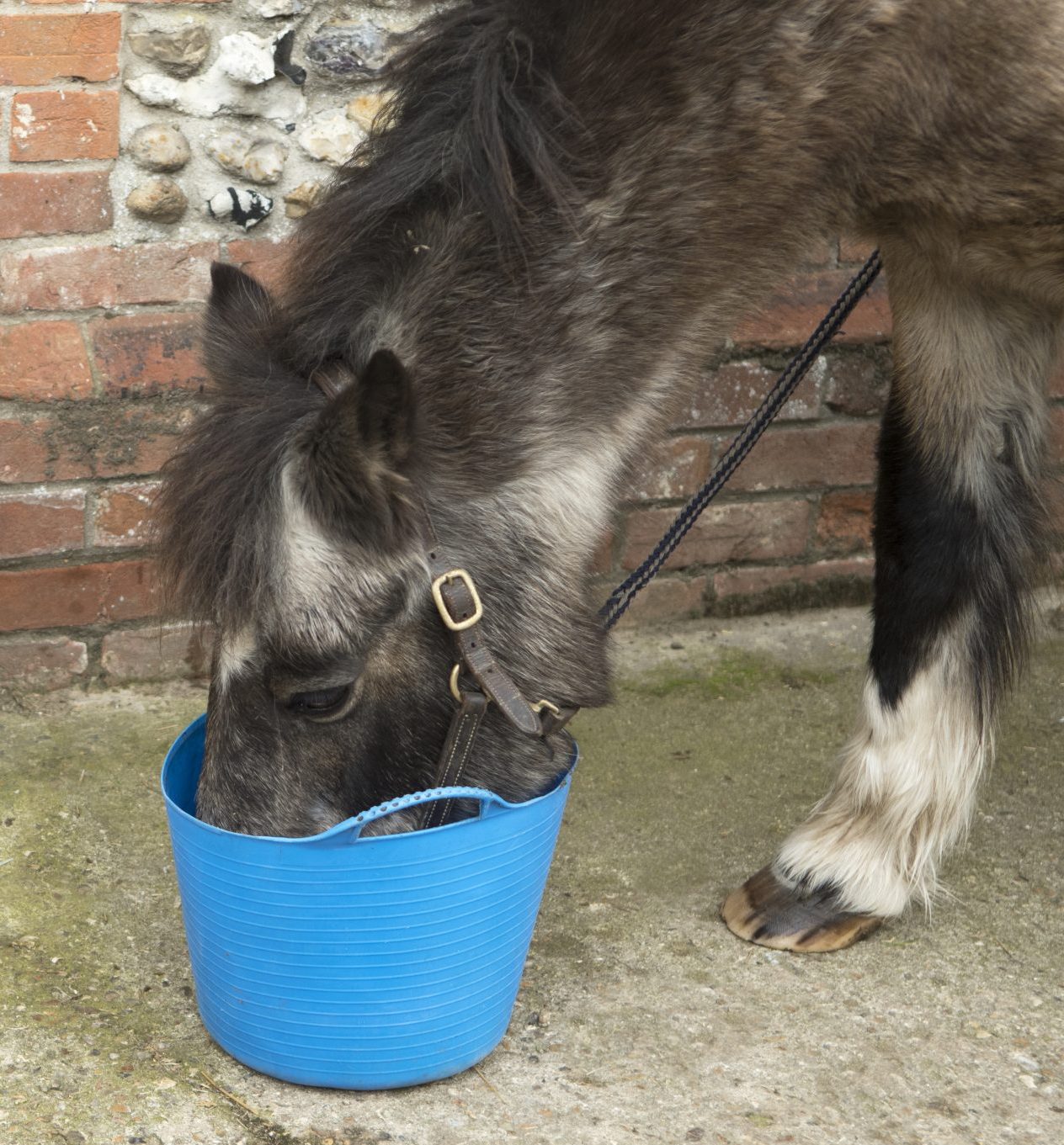 Pony eating
