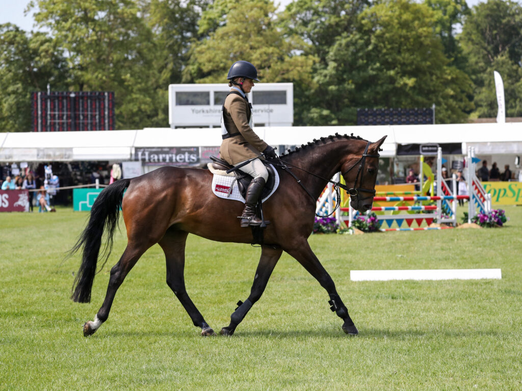 Royal Spider BYEH Bramham