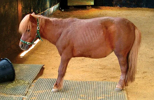 lami pony